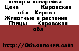 кенар и канарейки  › Цена ­ 2 000 - Кировская обл., Киров г. Животные и растения » Птицы   . Кировская обл.